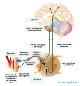 Teoría de la compuerta, terapia neural